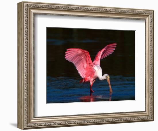 Roseate Spoonbill, Ding Darling National Wildlife Refuge, Sanibel Island, Florida, USA-Charles Sleicher-Framed Photographic Print