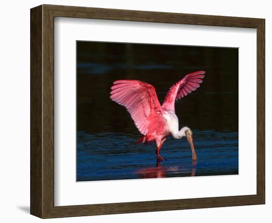 Roseate Spoonbill, Ding Darling National Wildlife Refuge, Sanibel Island, Florida, USA-Charles Sleicher-Framed Photographic Print