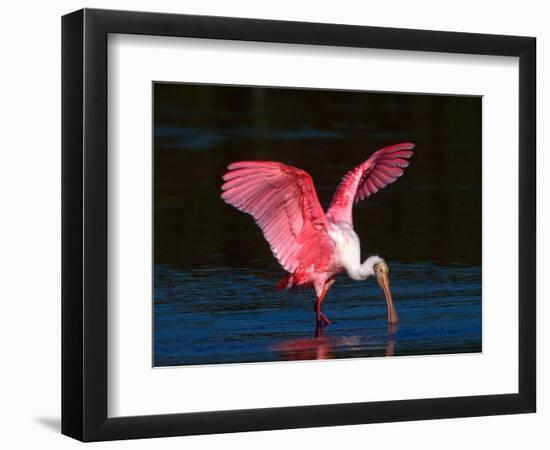 Roseate Spoonbill, Ding Darling National Wildlife Refuge, Sanibel Island, Florida, USA-Charles Sleicher-Framed Photographic Print