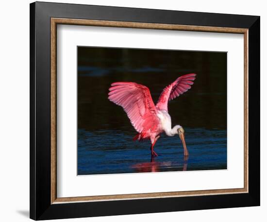 Roseate Spoonbill, Ding Darling National Wildlife Refuge, Sanibel Island, Florida, USA-Charles Sleicher-Framed Photographic Print