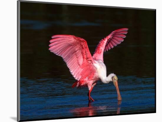 Roseate Spoonbill, Ding Darling National Wildlife Refuge, Sanibel Island, Florida, USA-Charles Sleicher-Mounted Photographic Print