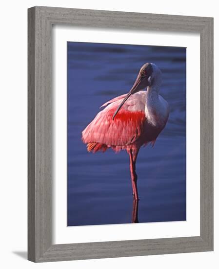 Roseate Spoonbill, Everglades National Park, Florida, USA-Charles Sleicher-Framed Photographic Print
