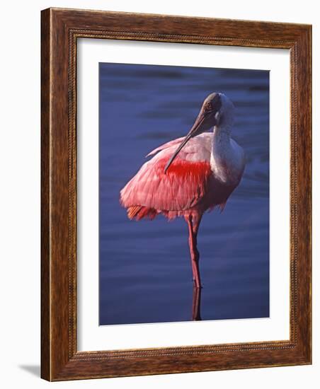 Roseate Spoonbill, Everglades National Park, Florida, USA-Charles Sleicher-Framed Photographic Print