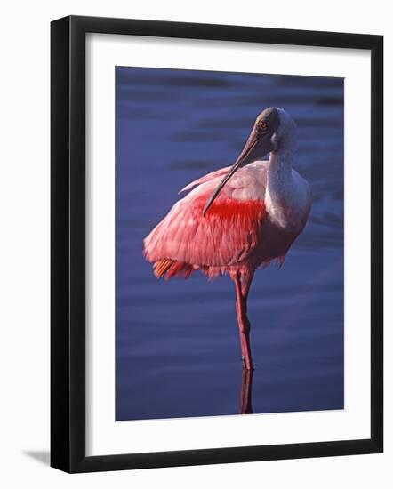 Roseate Spoonbill, Everglades National Park, Florida, USA-Charles Sleicher-Framed Photographic Print