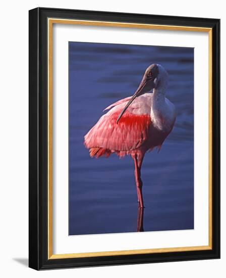 Roseate Spoonbill, Everglades National Park, Florida, USA-Charles Sleicher-Framed Photographic Print