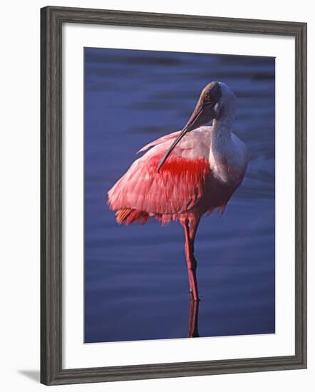 Roseate Spoonbill, Everglades National Park, Florida, USA-Charles Sleicher-Framed Photographic Print