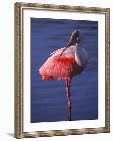 Roseate Spoonbill, Everglades National Park, Florida, USA-Charles Sleicher-Framed Photographic Print