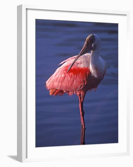 Roseate Spoonbill, Everglades National Park, Florida, USA-Charles Sleicher-Framed Photographic Print