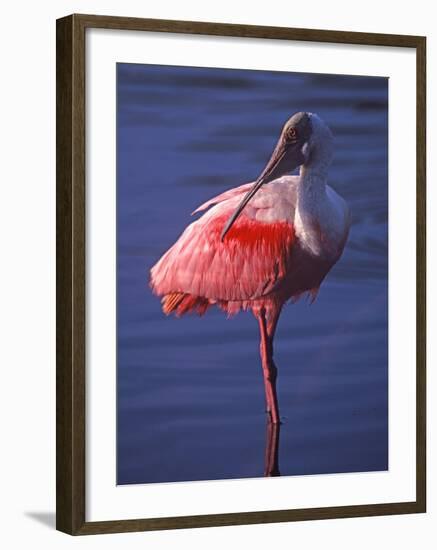 Roseate Spoonbill, Everglades National Park, Florida, USA-Charles Sleicher-Framed Photographic Print