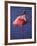 Roseate Spoonbill, Everglades National Park, Florida, USA-Charles Sleicher-Framed Photographic Print