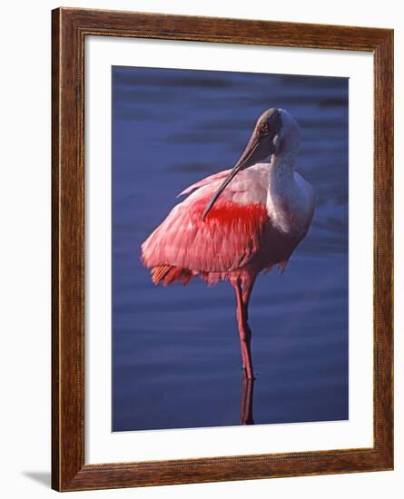 Roseate Spoonbill, Everglades National Park, Florida, USA-Charles Sleicher-Framed Photographic Print