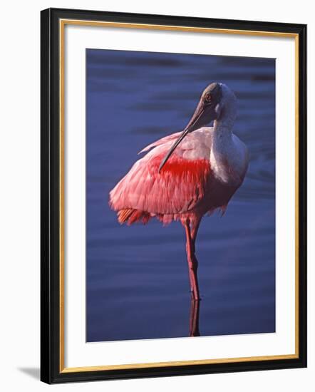 Roseate Spoonbill, Everglades National Park, Florida, USA-Charles Sleicher-Framed Photographic Print