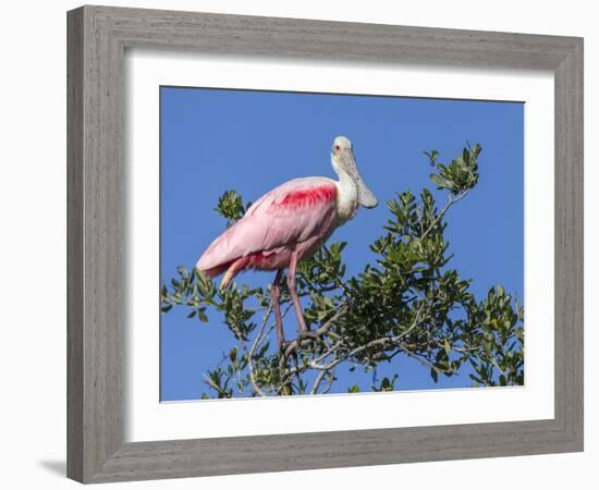 Roseate spoonbill, Florida, USA.-Maresa Pryor-Framed Photographic Print