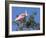 Roseate spoonbill, Florida, USA.-Maresa Pryor-Framed Photographic Print