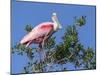 Roseate spoonbill, Florida, USA.-Maresa Pryor-Mounted Photographic Print