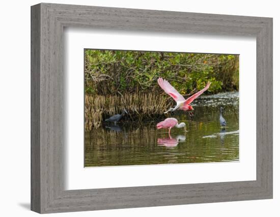 Roseate spoonbill flying, Merritt Island National Wildlife Refuge, Florida-Adam Jones-Framed Photographic Print