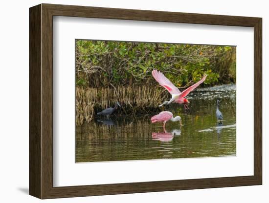 Roseate spoonbill flying, Merritt Island National Wildlife Refuge, Florida-Adam Jones-Framed Photographic Print