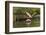 Roseate spoonbill flying, Merritt Island National Wildlife Refuge, Florida-Adam Jones-Framed Photographic Print