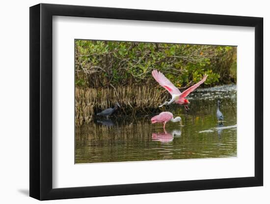 Roseate spoonbill flying, Merritt Island National Wildlife Refuge, Florida-Adam Jones-Framed Photographic Print