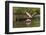 Roseate spoonbill flying, Merritt Island National Wildlife Refuge, Florida-Adam Jones-Framed Photographic Print