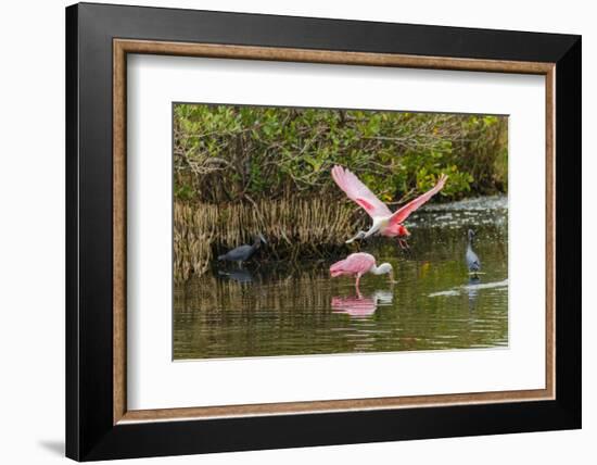 Roseate spoonbill flying, Merritt Island National Wildlife Refuge, Florida-Adam Jones-Framed Photographic Print