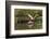 Roseate spoonbill flying, Merritt Island National Wildlife Refuge, Florida-Adam Jones-Framed Photographic Print