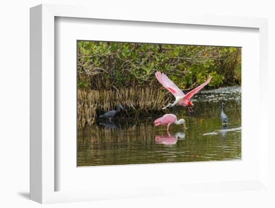 Roseate spoonbill flying, Merritt Island National Wildlife Refuge, Florida-Adam Jones-Framed Photographic Print