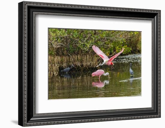 Roseate spoonbill flying, Merritt Island National Wildlife Refuge, Florida-Adam Jones-Framed Photographic Print