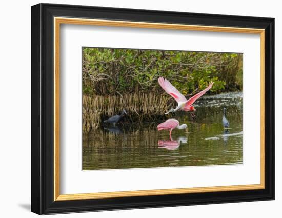 Roseate spoonbill flying, Merritt Island National Wildlife Refuge, Florida-Adam Jones-Framed Photographic Print