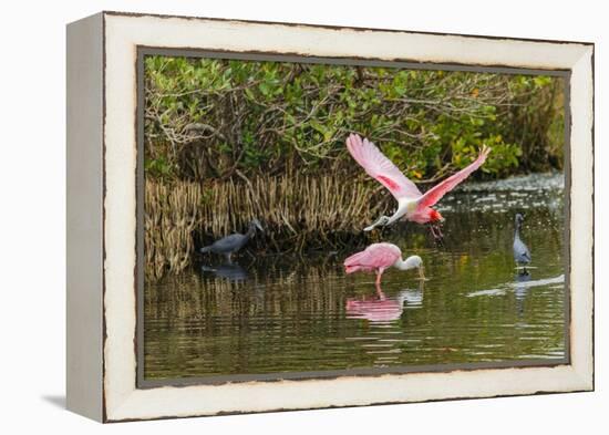 Roseate spoonbill flying, Merritt Island National Wildlife Refuge, Florida-Adam Jones-Framed Premier Image Canvas