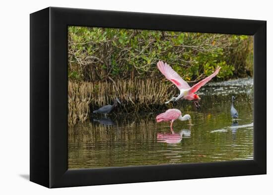 Roseate spoonbill flying, Merritt Island National Wildlife Refuge, Florida-Adam Jones-Framed Premier Image Canvas