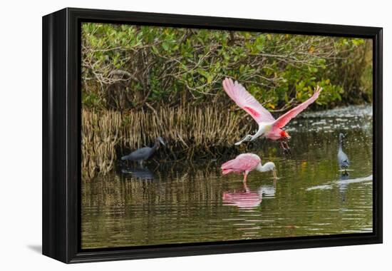 Roseate spoonbill flying, Merritt Island National Wildlife Refuge, Florida-Adam Jones-Framed Premier Image Canvas