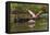 Roseate spoonbill flying, Merritt Island National Wildlife Refuge, Florida-Adam Jones-Framed Premier Image Canvas