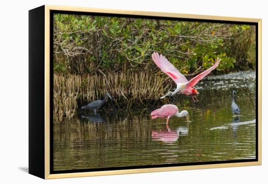 Roseate spoonbill flying, Merritt Island National Wildlife Refuge, Florida-Adam Jones-Framed Premier Image Canvas