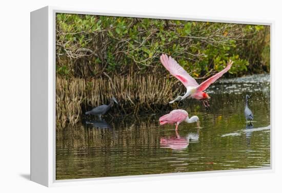 Roseate spoonbill flying, Merritt Island National Wildlife Refuge, Florida-Adam Jones-Framed Premier Image Canvas