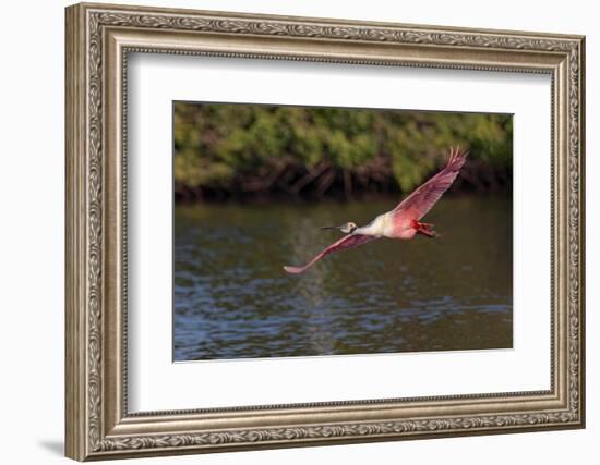 Roseate spoonbill flying, Stick Marsh, Florida-Adam Jones-Framed Photographic Print