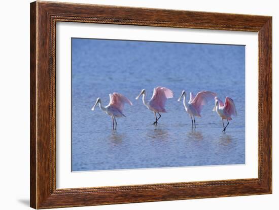 Roseate Spoonbill Four Juveniles (Platalea Ajaja) Sanibel Is, Florida, US Ding Darling-Steven David Miller-Framed Photographic Print