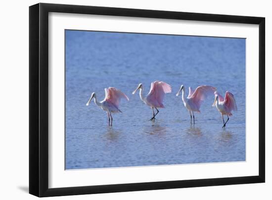 Roseate Spoonbill Four Juveniles (Platalea Ajaja) Sanibel Is, Florida, US Ding Darling-Steven David Miller-Framed Photographic Print