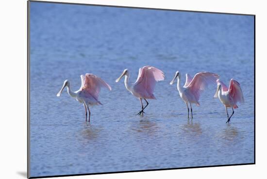 Roseate Spoonbill Four Juveniles (Platalea Ajaja) Sanibel Is, Florida, US Ding Darling-Steven David Miller-Mounted Photographic Print