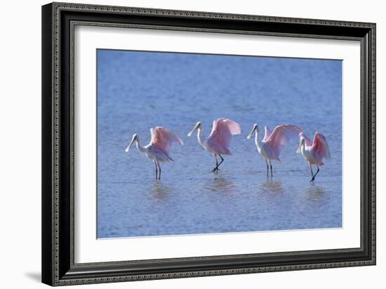 Roseate Spoonbill Four Juveniles (Platalea Ajaja) Sanibel Is, Florida, US Ding Darling-Steven David Miller-Framed Photographic Print