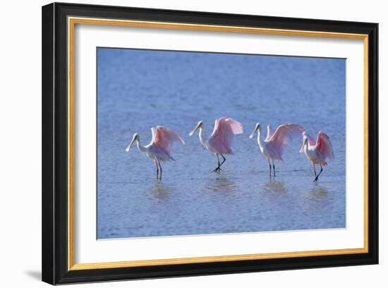 Roseate Spoonbill Four Juveniles (Platalea Ajaja) Sanibel Is, Florida, US Ding Darling-Steven David Miller-Framed Photographic Print