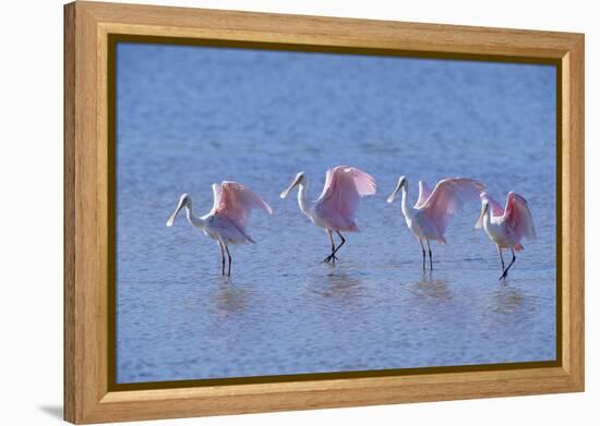 Roseate Spoonbill Four Juveniles (Platalea Ajaja) Sanibel Is, Florida, US Ding Darling-Steven David Miller-Framed Premier Image Canvas