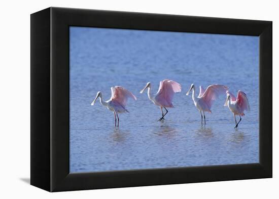 Roseate Spoonbill Four Juveniles (Platalea Ajaja) Sanibel Is, Florida, US Ding Darling-Steven David Miller-Framed Premier Image Canvas