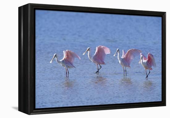 Roseate Spoonbill Four Juveniles (Platalea Ajaja) Sanibel Is, Florida, US Ding Darling-Steven David Miller-Framed Premier Image Canvas