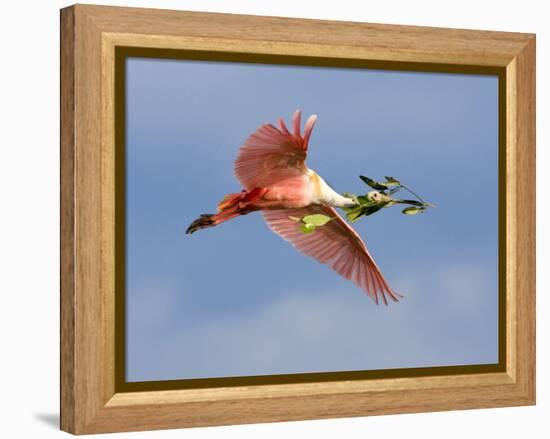 Roseate Spoonbill in Flight Carrying Nesting Material, Tampa Bay, Florida, USA-Jim Zuckerman-Framed Premier Image Canvas