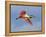 Roseate Spoonbill in Flight Carrying Nesting Material, Tampa Bay, Florida, USA-Jim Zuckerman-Framed Premier Image Canvas