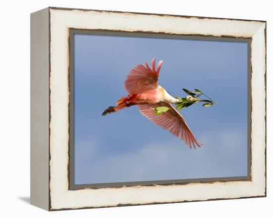 Roseate Spoonbill in Flight Carrying Nesting Material, Tampa Bay, Florida, USA-Jim Zuckerman-Framed Premier Image Canvas