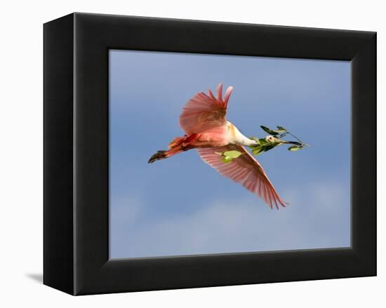 Roseate Spoonbill in Flight Carrying Nesting Material, Tampa Bay, Florida, USA-Jim Zuckerman-Framed Premier Image Canvas