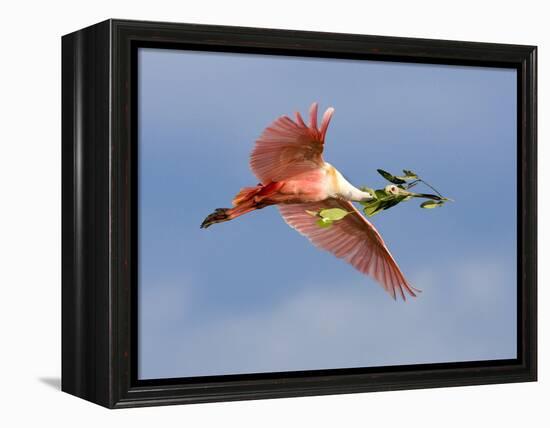 Roseate Spoonbill in Flight Carrying Nesting Material, Tampa Bay, Florida, USA-Jim Zuckerman-Framed Premier Image Canvas