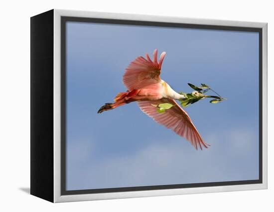 Roseate Spoonbill in Flight Carrying Nesting Material, Tampa Bay, Florida, USA-Jim Zuckerman-Framed Premier Image Canvas